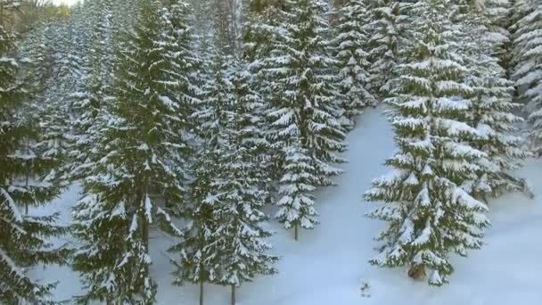 Légifelvételek. Szép hó táj. Repülnek át a hóval borított fák. — Stock videók