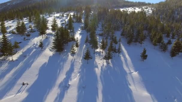 空中の雪は、木を覆われました。風景冬の自然の森。白の観光を旅行します。 — ストック動画