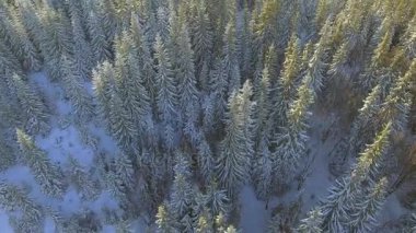 Hava kar ağaçlar kaplı. Manzara Kış Doğa orman. Beyaz turizm seyahat