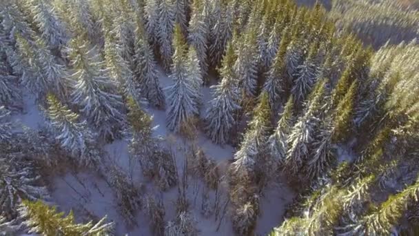 Luchtfoto van bomen bos bossen. Snow winterseizoen. Prachtige natuur. — Stockvideo