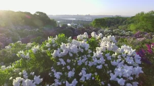 Beautiful lilac branches swaying in the wind. Aerial view. Kiev, Ukraine. — Stock Video