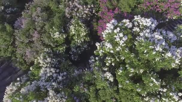 ライラックの花春庭咲くライラック ツリーでツリー。航空写真ビュー. — ストック動画