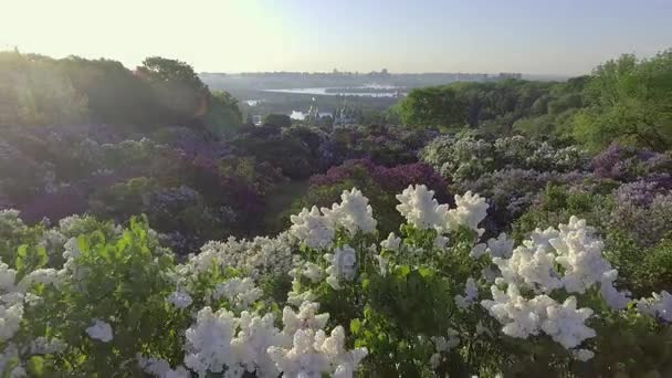 Lilac blossom tree in spring garden, blooming lilac tree. Aerial view. — Stock Video