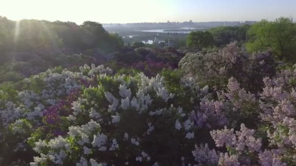 Hermosas ramas lila balanceándose en el viento. Vista aérea. Kiev, Ucrania . — Vídeos de Stock