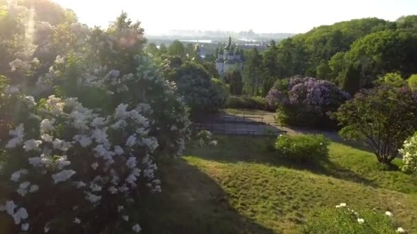 Rüzgarda sallanan güzel leylak dalı. Havadan görünümü. Kiev, Ukrayna. — Stok video