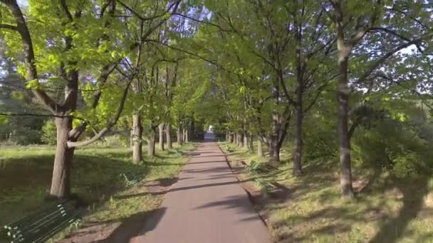 Voler à travers la forêt printanière verte 