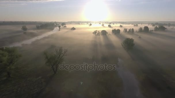 Salida del sol aérea con niebla en las copas de los árboles en el campo rural — Vídeo de stock