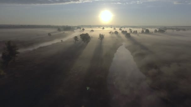 Salida del sol aérea con niebla en las copas de los árboles en el campo rural — Vídeos de Stock