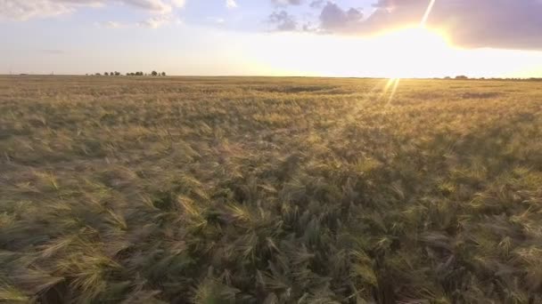 concept d'agriculture - champ céréalier avec des épillets de seigle mûr ou de blé 