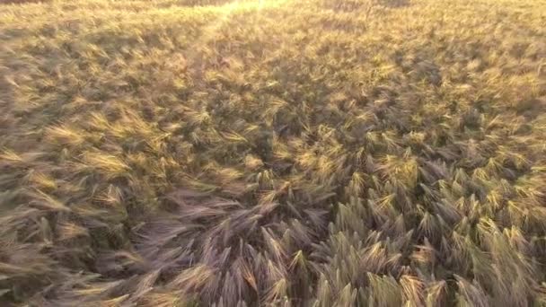 Grúa disparada sobre un campo de trigo maduro — Vídeo de stock