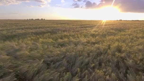 AERIAL. Lento vehnäpellon yli auringonnousun aikaan — kuvapankkivideo