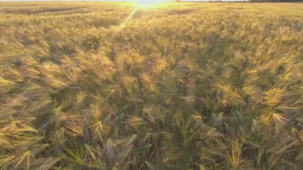 AERIAL. Vuelo sobre el campo de trigo al amanecer — Vídeo de stock