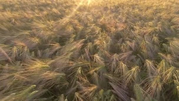 AERIAL. Voo sobre o campo de trigo ao nascer do sol — Vídeo de Stock