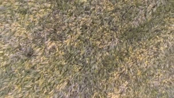 Gru sparato sopra campo di grano maturo nel sole del pomeriggio — Video Stock