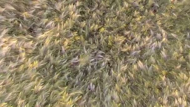 AERIAL. Voo sobre o campo de trigo ao nascer do sol — Vídeo de Stock