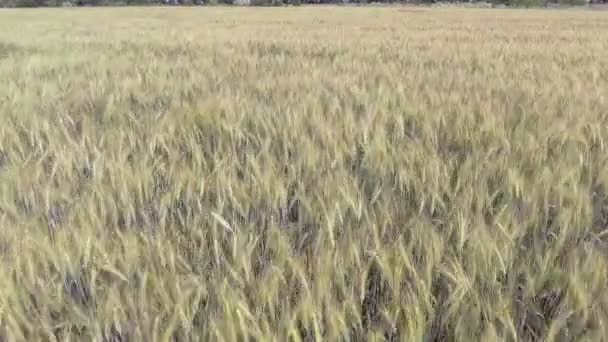 AERIAL: Vuelo bajo sobre el campo de trigo al sol de la tarde — Vídeos de Stock