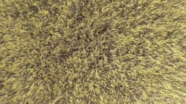 AERIAL: Voo baixo sobre o campo de trigo ao sol da tarde — Vídeo de Stock