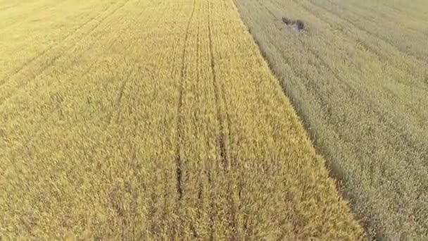 AERIAL: vuelo sobre el campo de trigo al sol de la tarde — Vídeo de stock