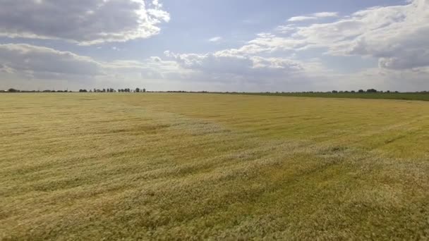 AÉRIAL : survol du champ de blé au soleil de l'après-midi — Video