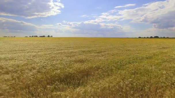 AERIAL: vuelo sobre el campo de trigo al sol de la tarde — Vídeo de stock