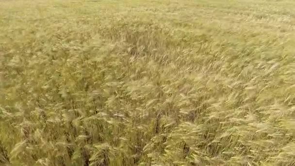 AERIAL: Voo baixo sobre o campo de trigo ao sol da tarde — Vídeo de Stock