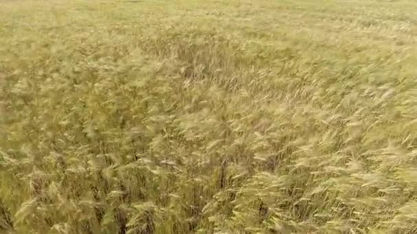 AERIAL: Vuelo bajo sobre el campo de trigo al sol de la tarde — Vídeos de Stock