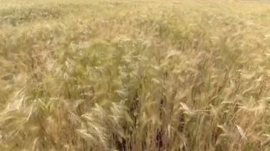 Hava portre: öğleden sonra güneş buğday alanında uçan