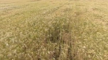 Hava portre: öğleden sonra güneş buğday alanında uçan