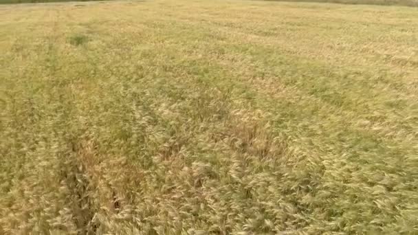 AERIAL. Vuelo sobre el campo de trigo al amanecer — Vídeo de stock