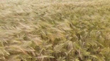 Hava portre: öğleden sonra güneş buğday alanında uçan