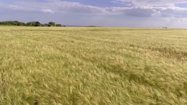 AERIAL. Vuelo sobre el campo de trigo al amanecer — Vídeo de stock