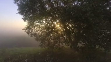 Güneş ışınları sisli orman