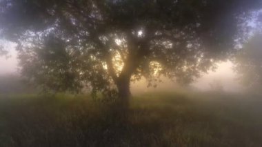 Güneş ışınları sisli orman