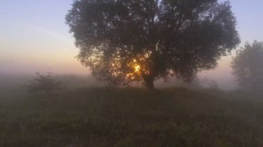 Sabahın erken saatlerinde sisli çayır ağaçlara. Hava