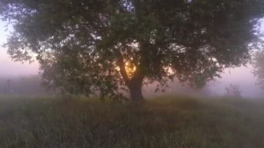 Sabahın erken saatlerinde sisli çayır ağaçlara. Hava