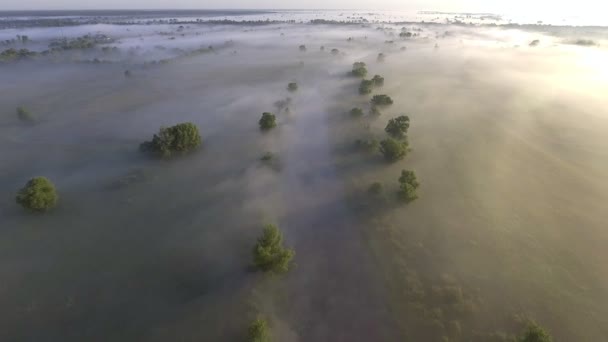 Летает низко над спокойной рекой. Плотный туман над водой . — стоковое видео