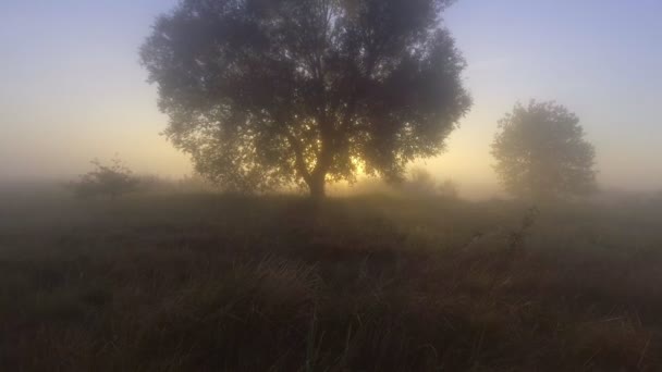 Bomen op mistige weide vroeg in de ochtend. Luchtfoto — Stockvideo