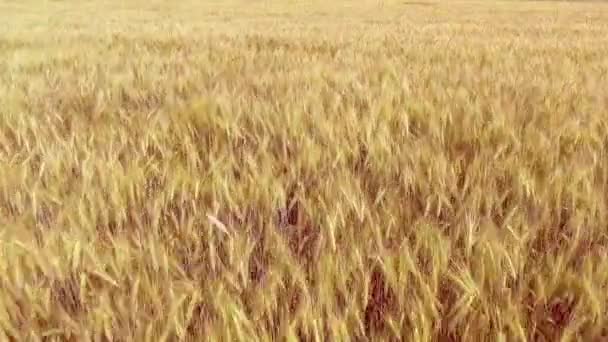 Flying over golden wheat field at beautiful summer sunset. Yellow wheat swaying in light breeze — Stock Video