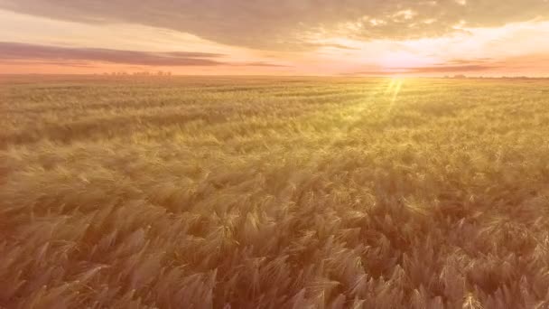 AERIAL. Vuelo sobre el campo de trigo al amanecer — Vídeos de Stock
