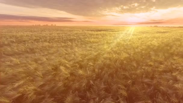 AERIAL. Полет над пшеничным полем на восходе солнца — стоковое видео
