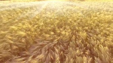 Anteni: Düşük uçuş buğday alanın üzerine