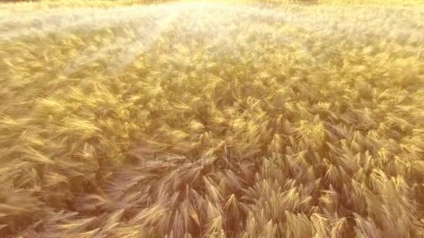 AERIAL: Vuelo bajo sobre campo de trigo — Vídeos de Stock
