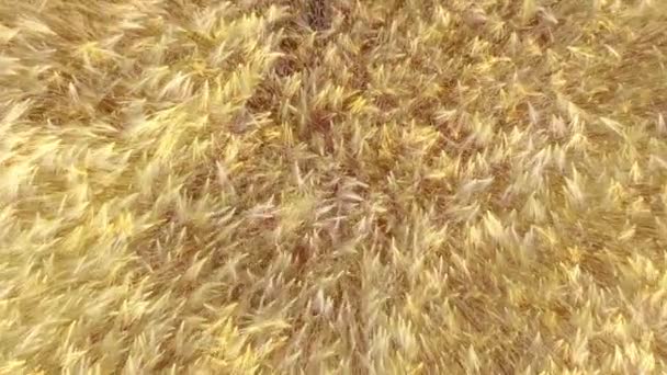 Низкий полет над пшеничным полем — стоковое видео