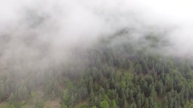 Hava atış. Uçan bitti Misty orman