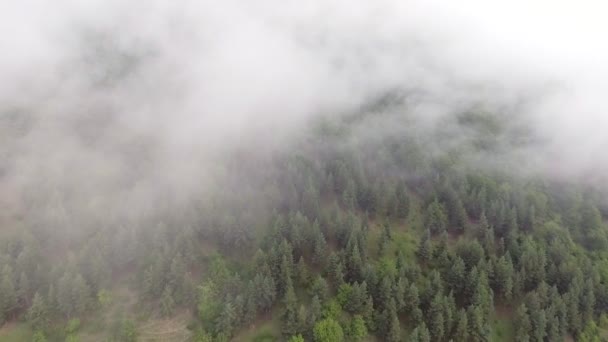 Luftaufnahme. Flug über nebligen Wald — Stockvideo