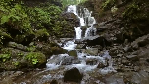 L'eau tombe sur les roches à travers le sous-bois dense de fougères d'une forêt des Carpates