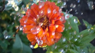 Waterdrops yağmur ile kırmızı çiçek. Ağır çekim vurdu