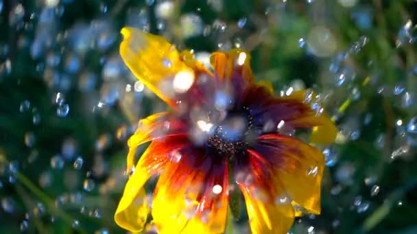 Flor con gotas de agua en la lluvia. Disparo en cámara lenta — Vídeos de Stock