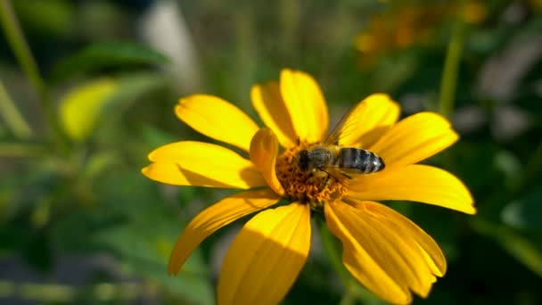 Včela na květu — Stock video