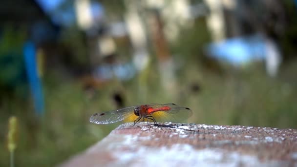 Movimento de uma mosca vermelha dragão. Movimento lento — Vídeo de Stock